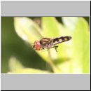 Platycheirus cf peltatus - Schwebfliege m02a.jpg